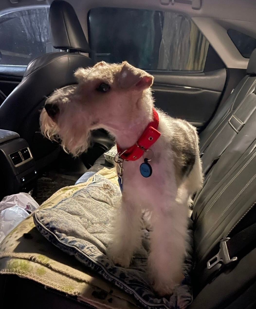 Ватсон ищет новый дом В