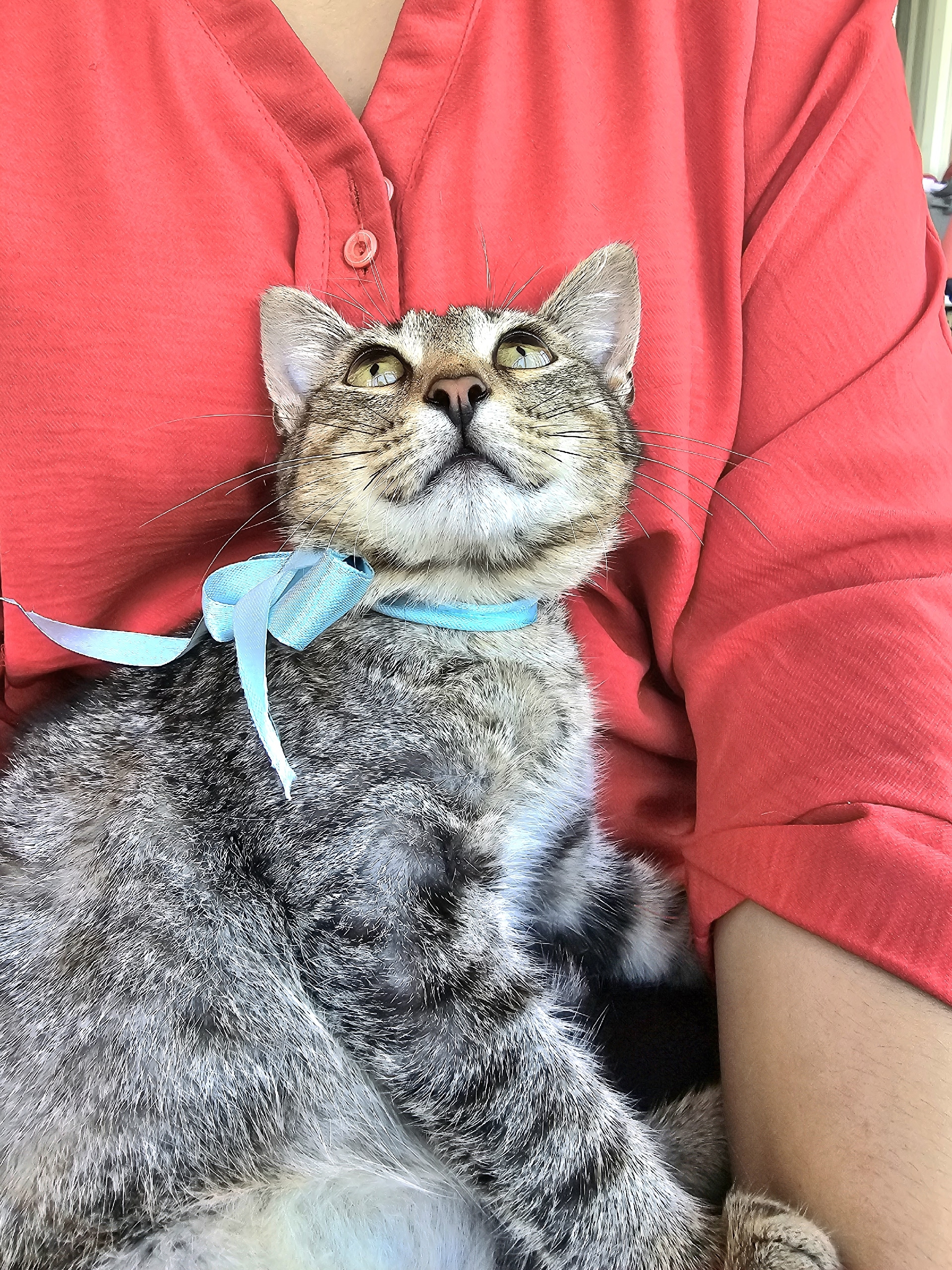 Котёнку Тигру нужен любящий дом