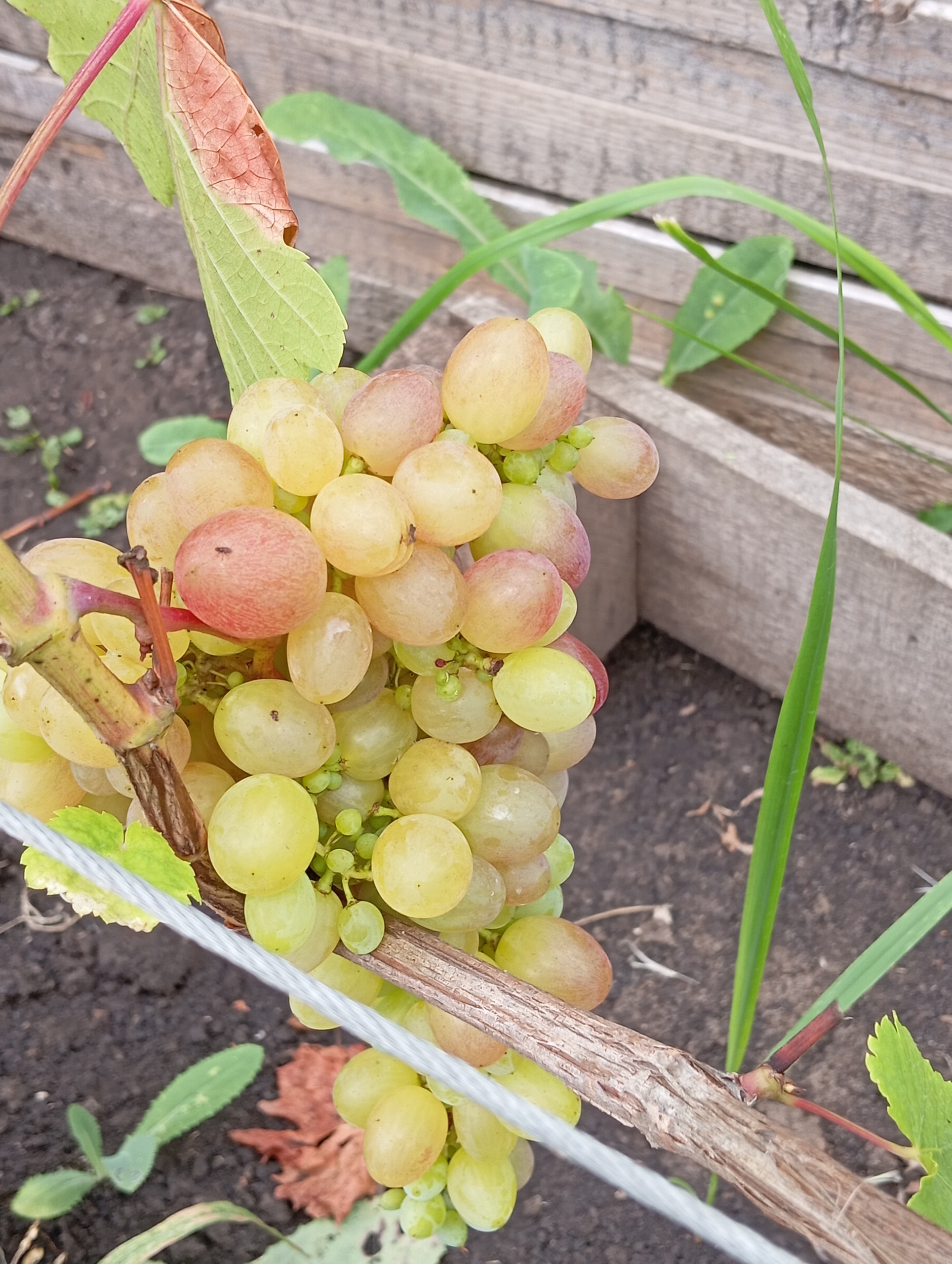 Качественные саженцы винограда для вас