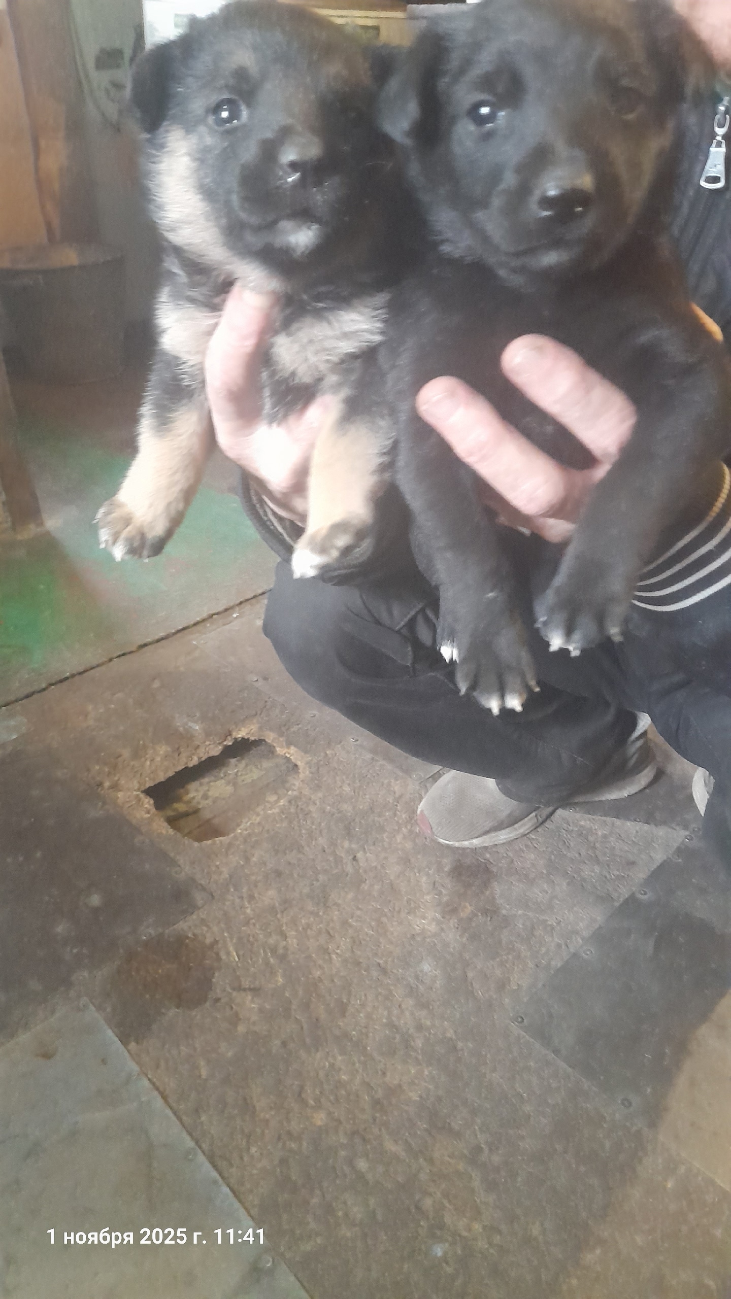 Щенки из Алчевска ищут дом