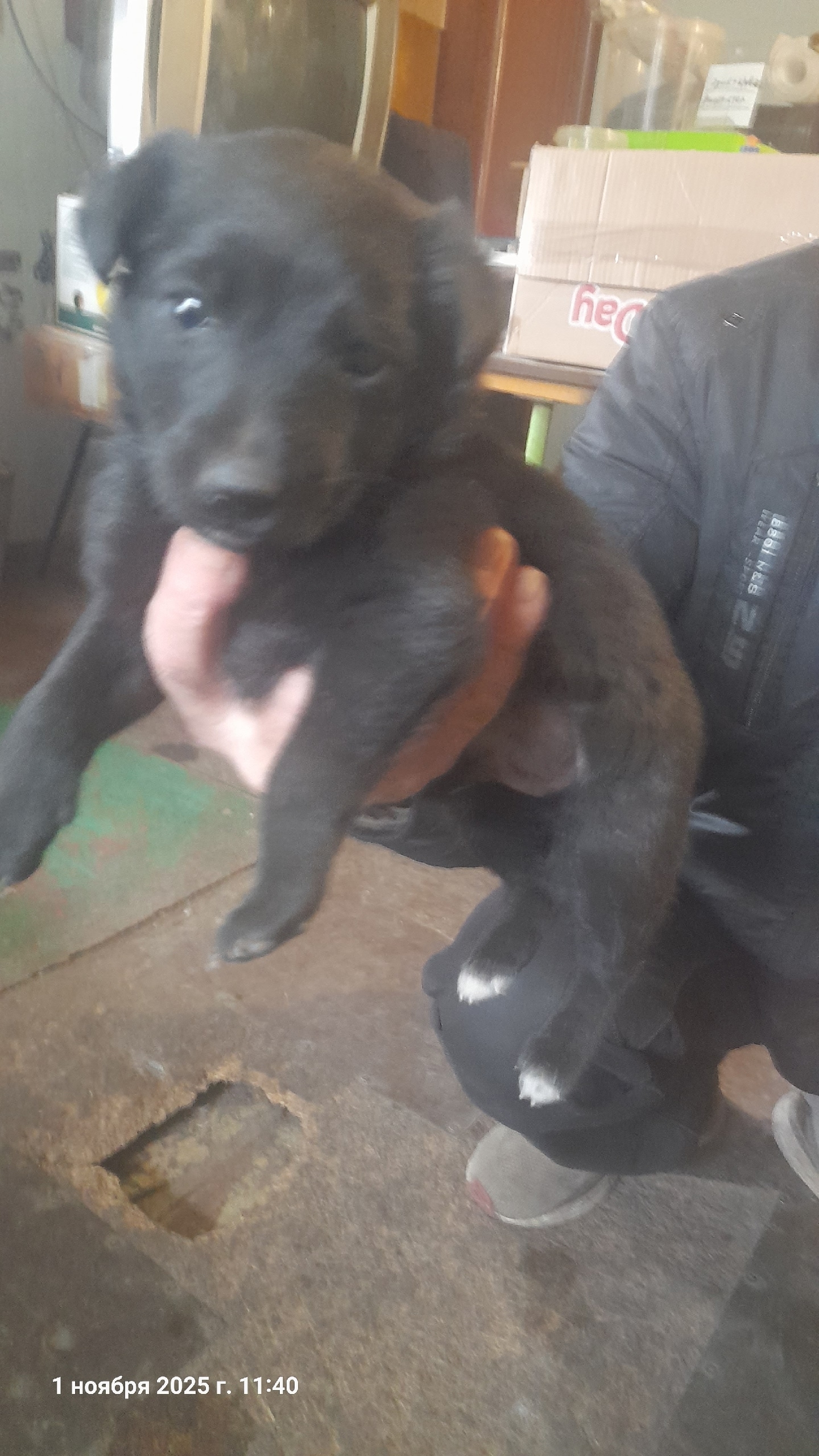 Щенки из Алчевска ищут дом (1)