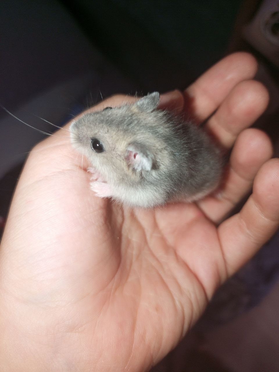 Отдаю джунгарского хомячка в хорошие (1)