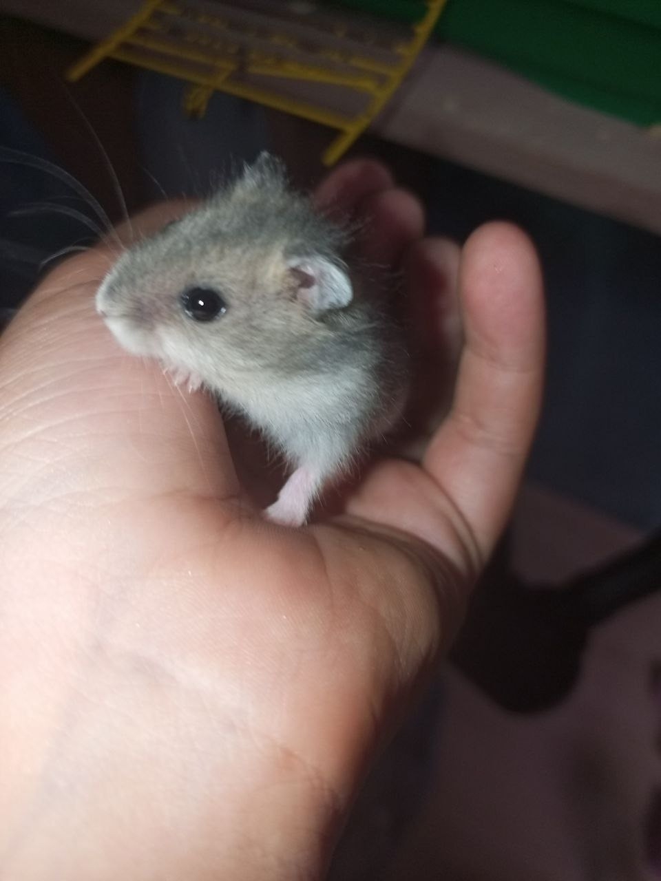 Отдаю джунгарского хомячка в хорошие