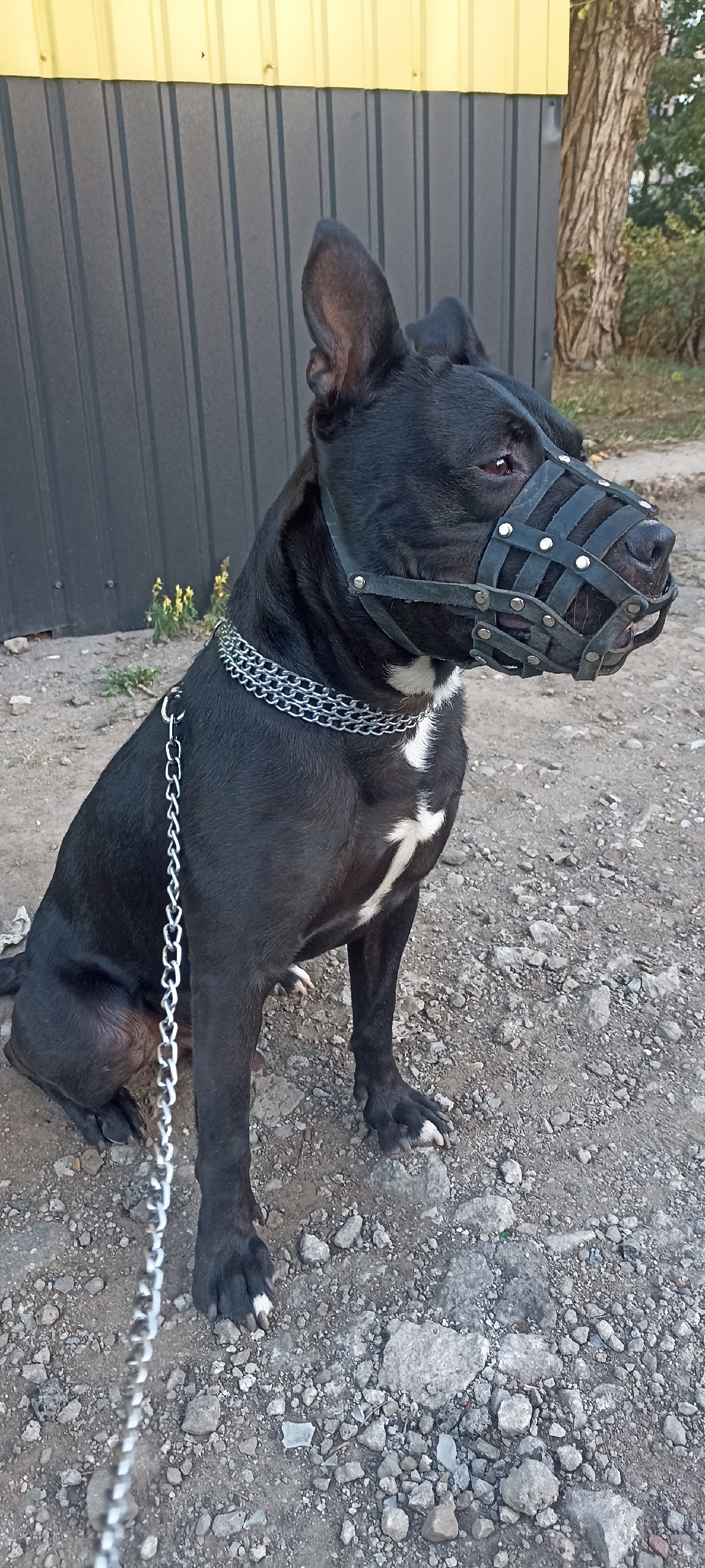 Пропала собака стаффордширский терьер Пропал