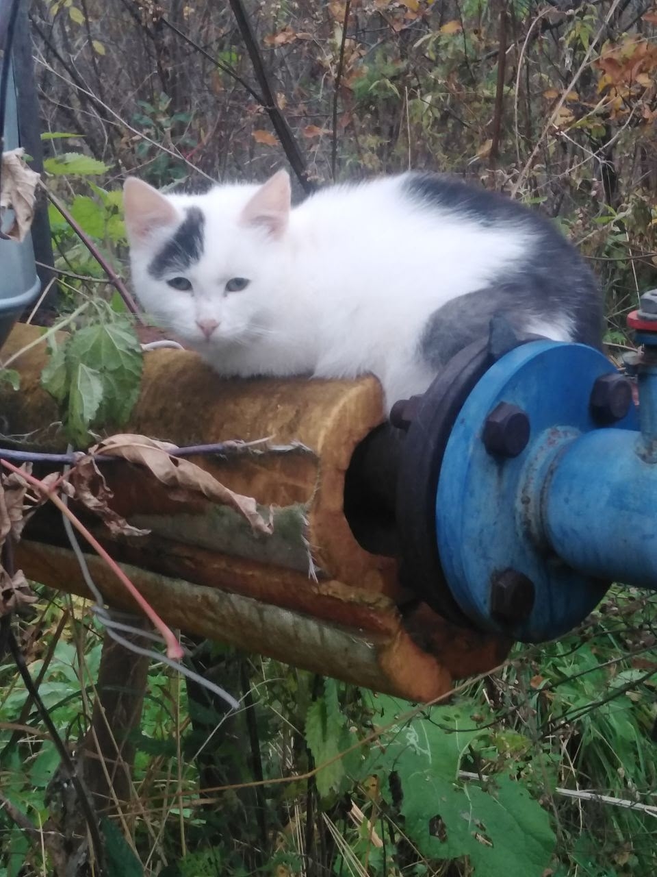 Спасите котёнка в городе Шуя (2)