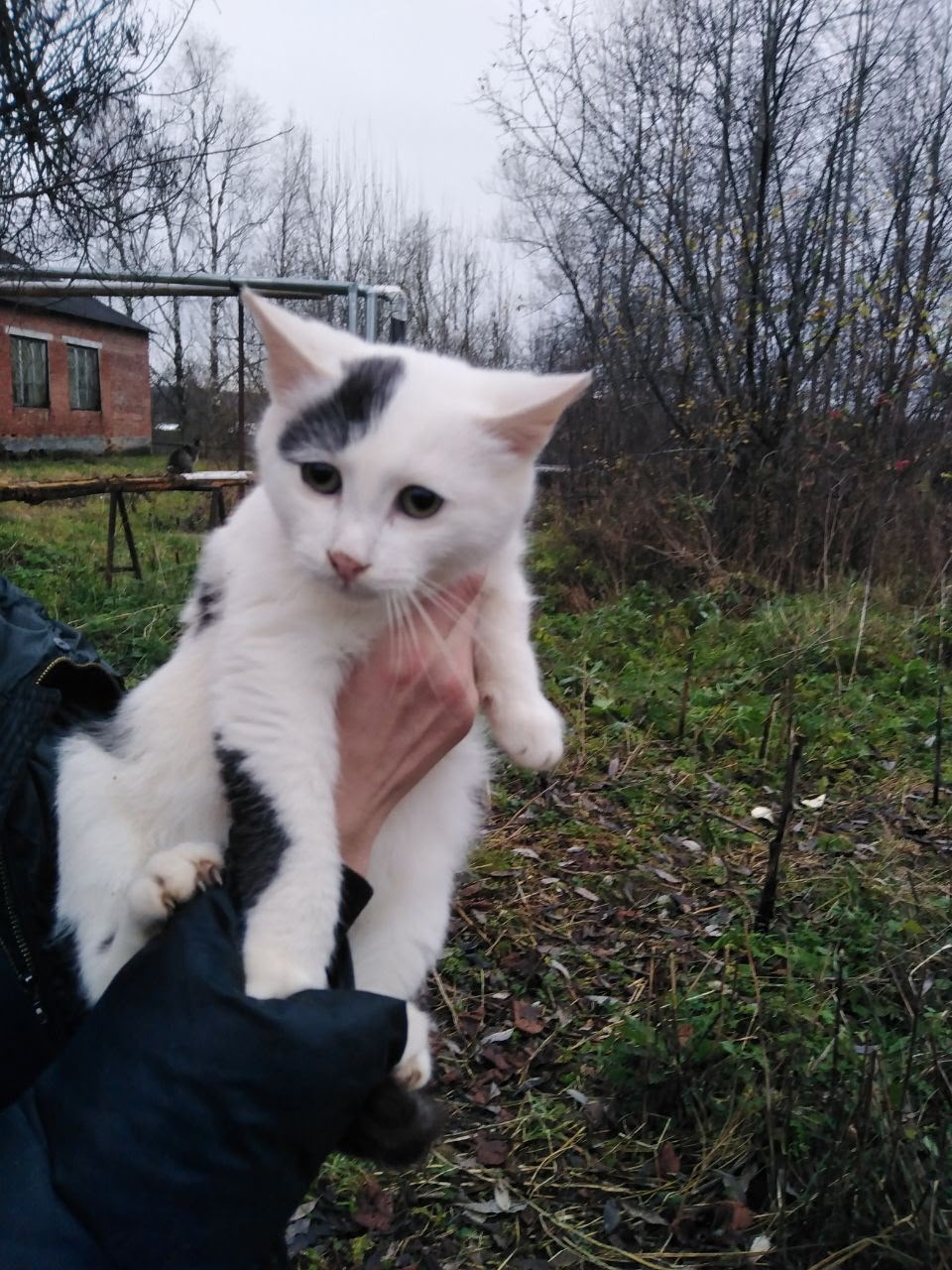 Спасите котёнка в городе Шуя (1)