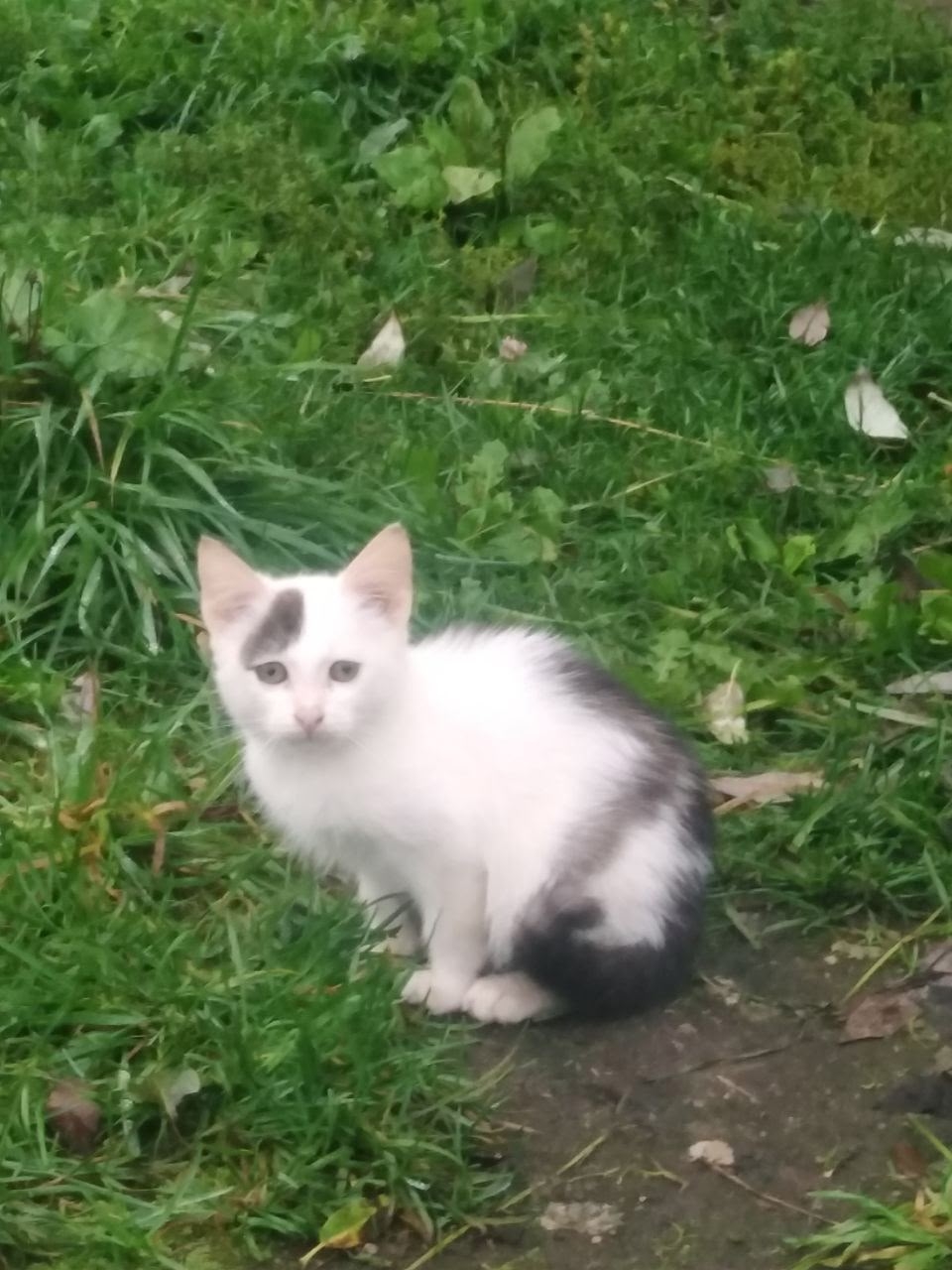 Спасите котёнка в городе Шуя (3)