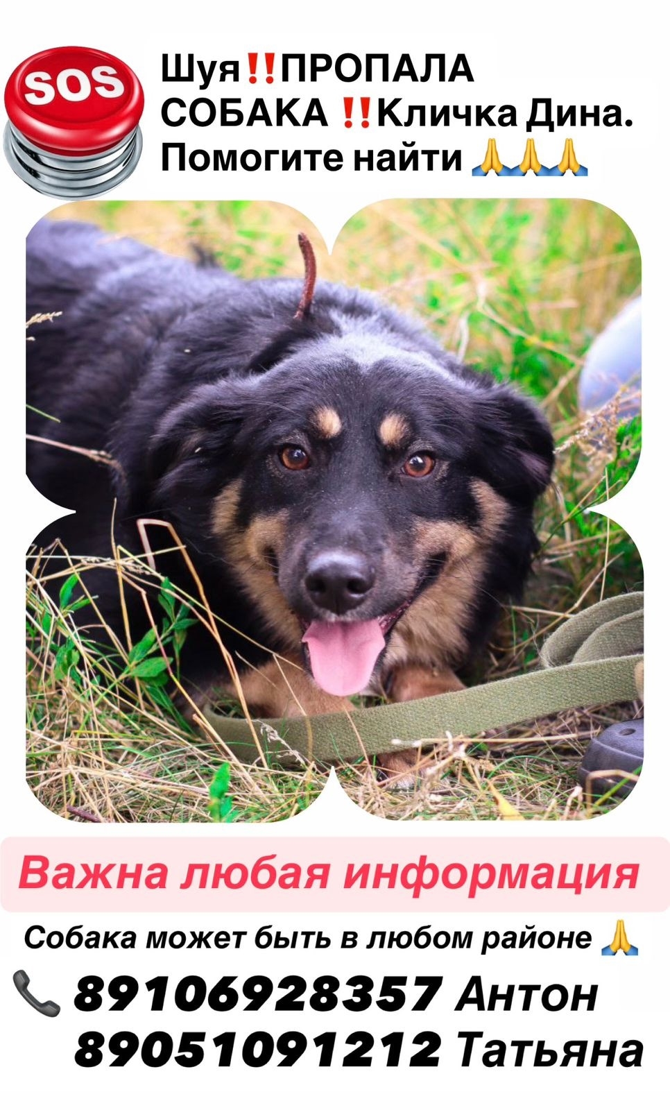 **Собакина пропажа в Шуе: важная