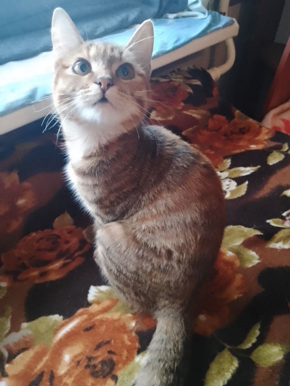 Ответственная семья для рыжего котенка