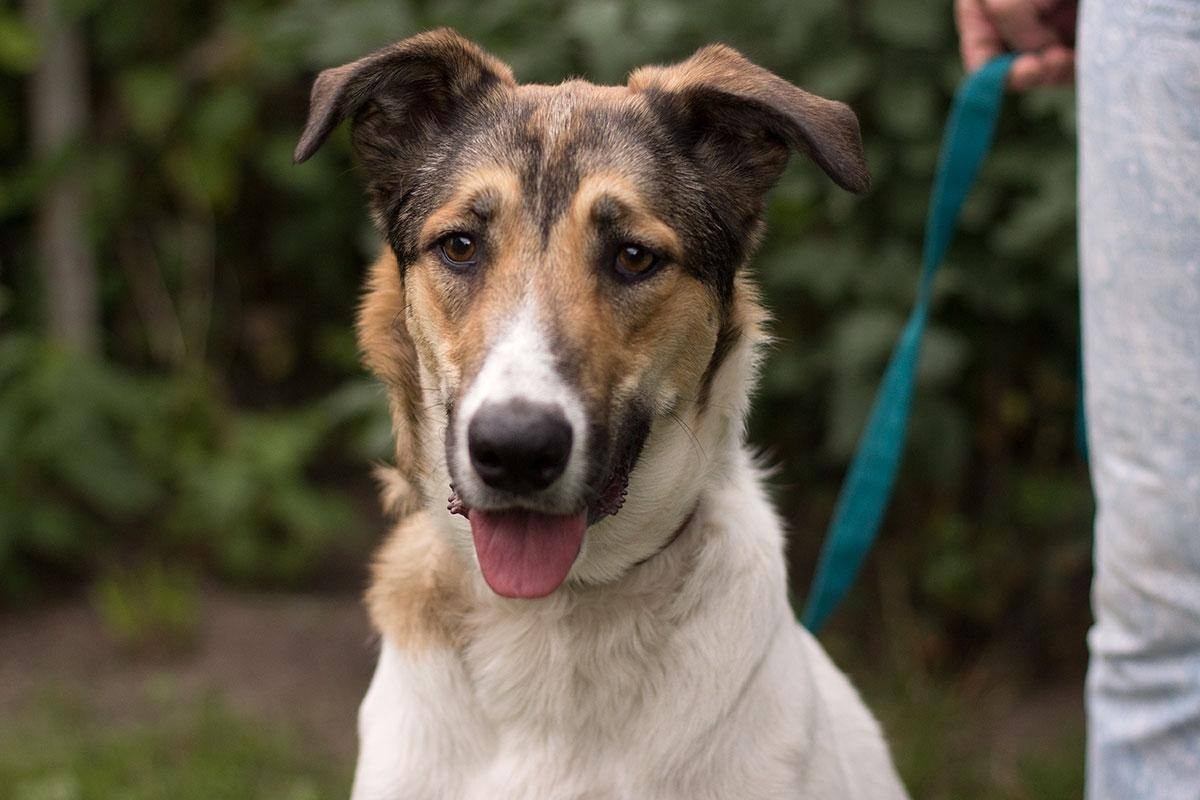 Замечательная собака Ариша ждет Этой (4)