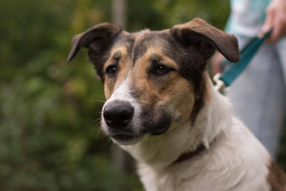 Замечательная собака Ариша ждет Этой (2)