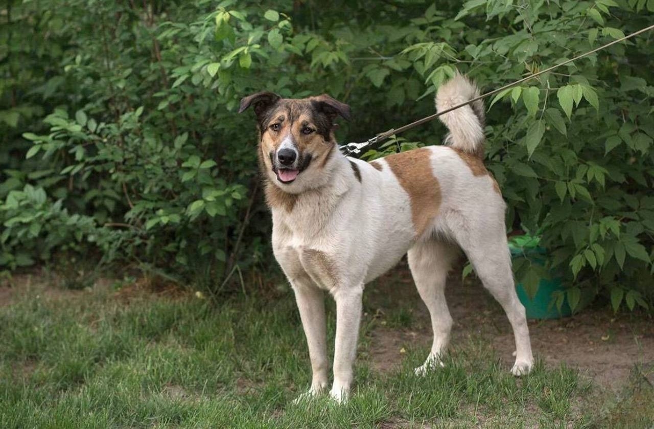 Замечательная собака Ариша ждет Этой (5)