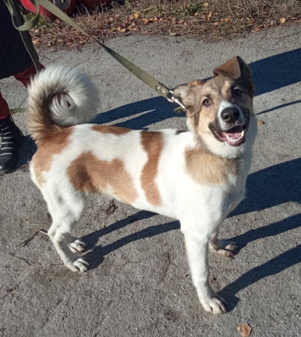 Замечательная собака Ариша ждет Этой (1)