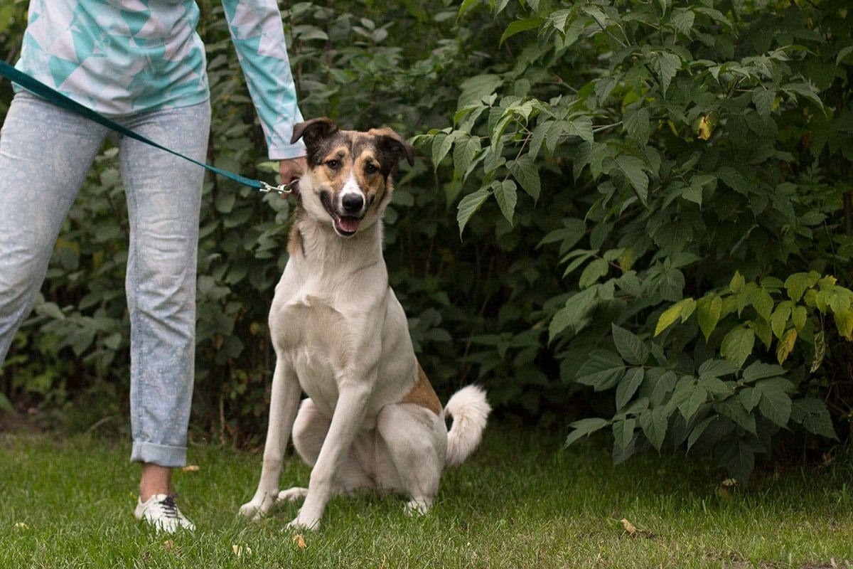 Замечательная собака Ариша ждет Этой (3)