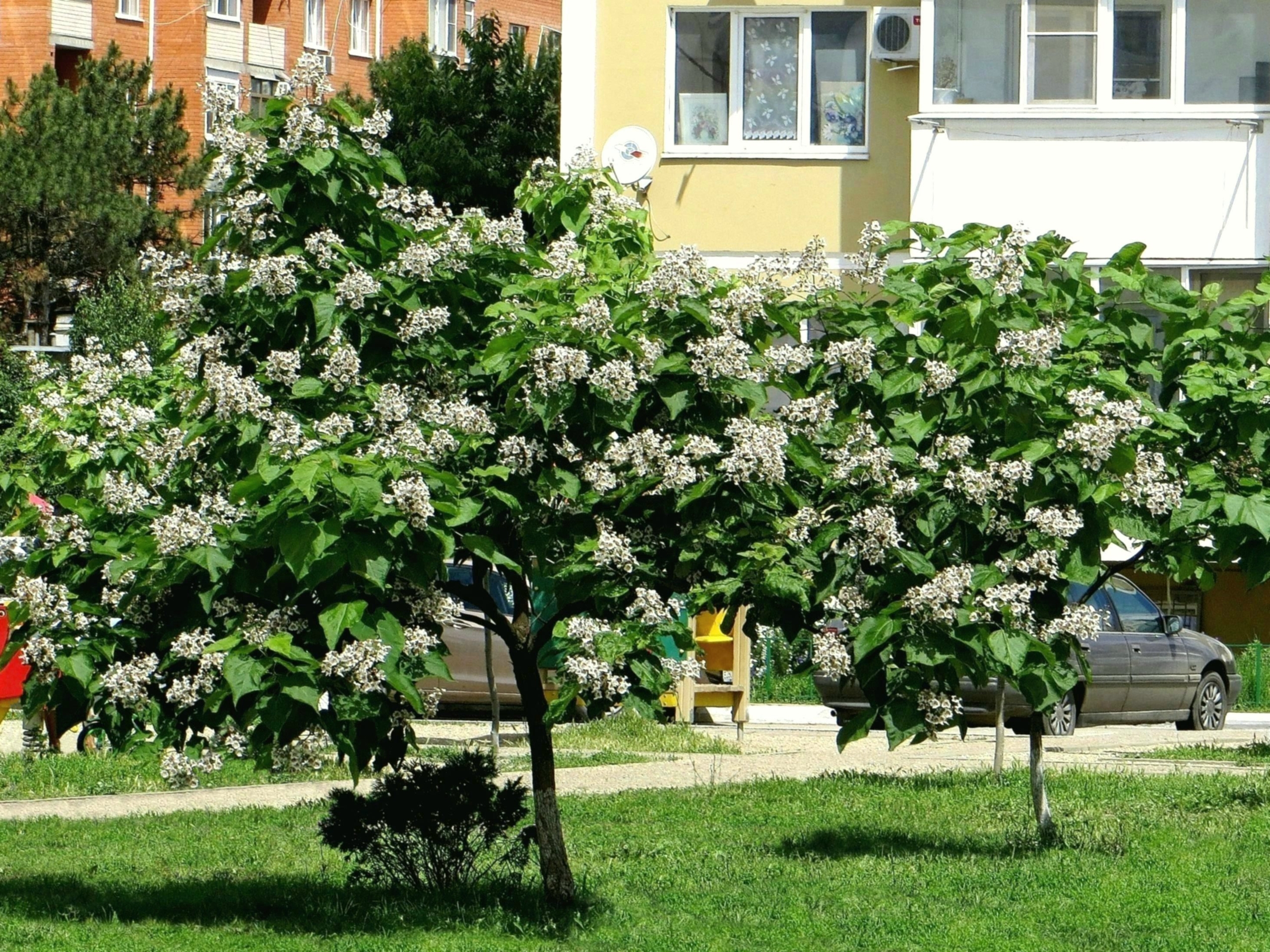 Продажа саженцев Катальпа по акции (1)