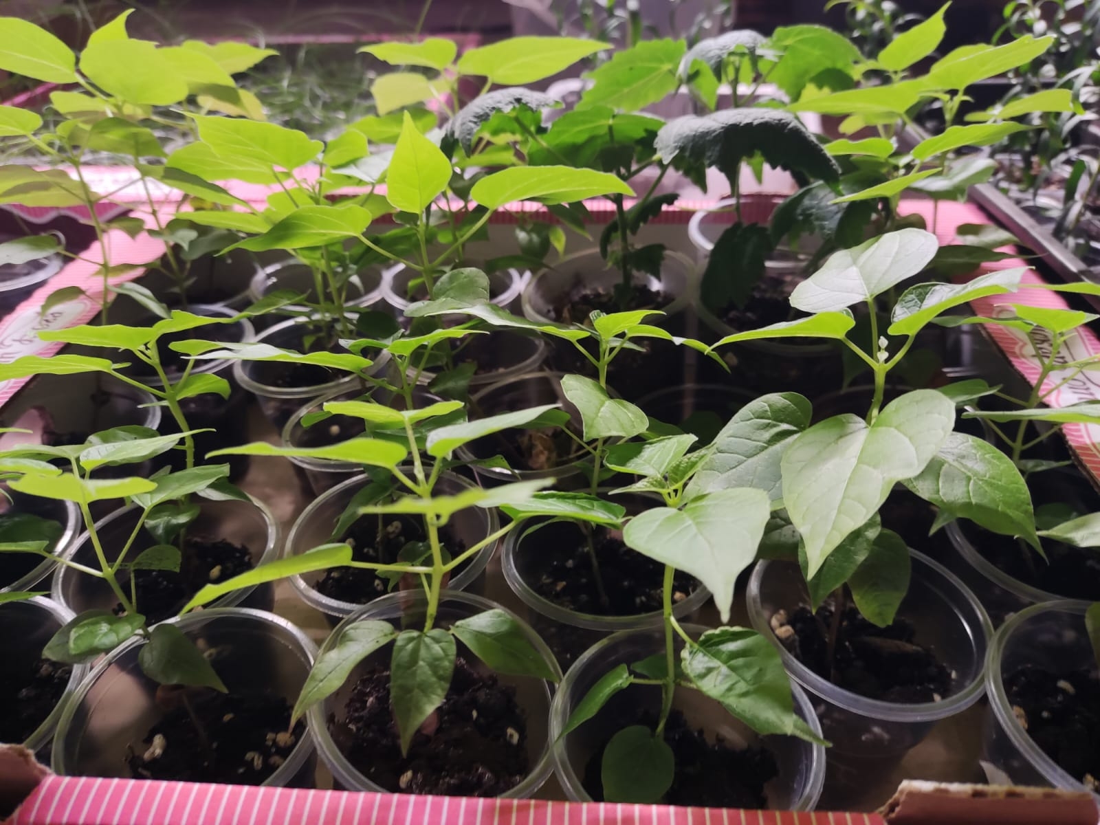 Продаю саженцы Катальпы в Ставрополе (1)