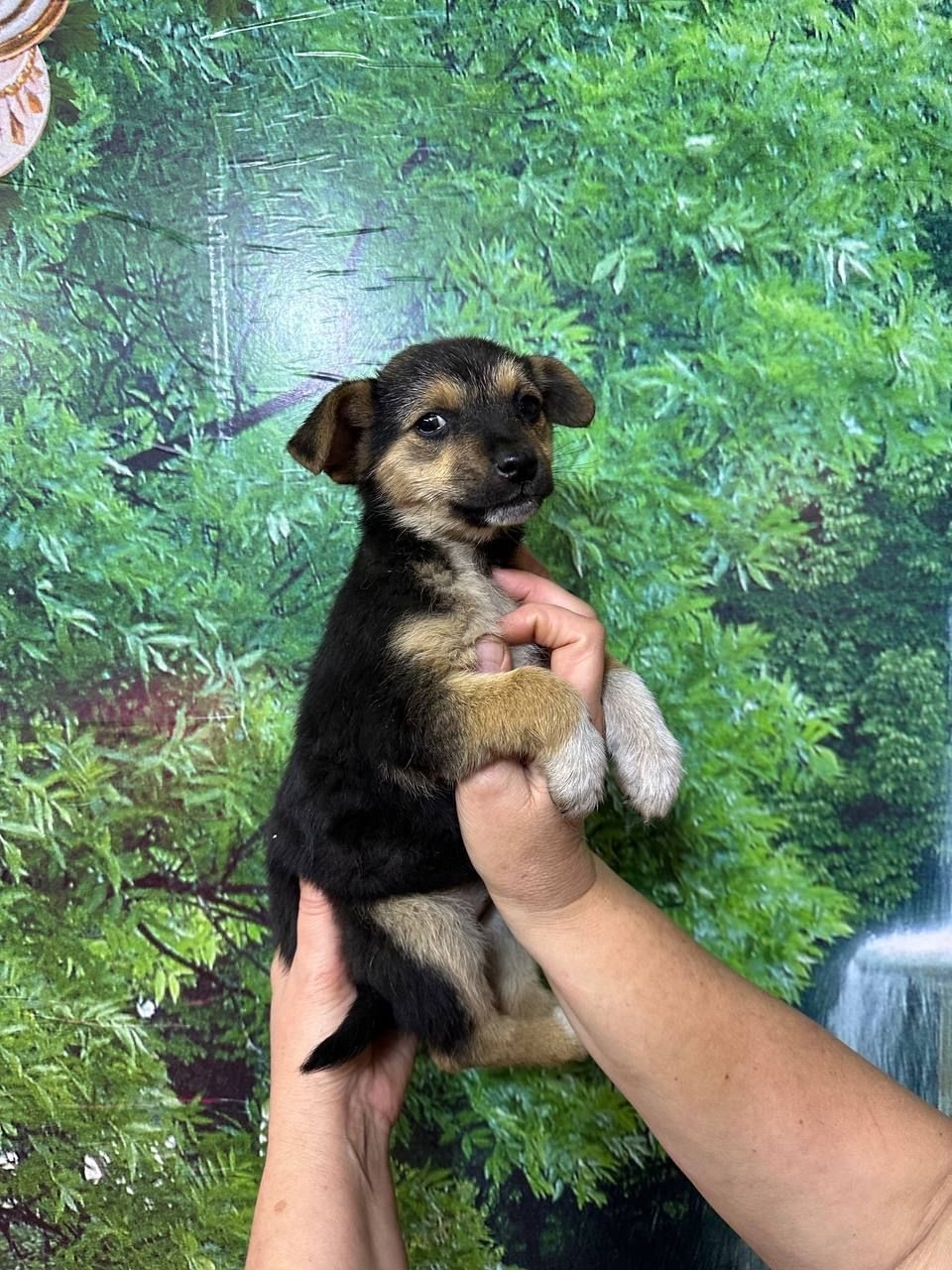 Обнаружены щенки: ищем любящие семьи (1)