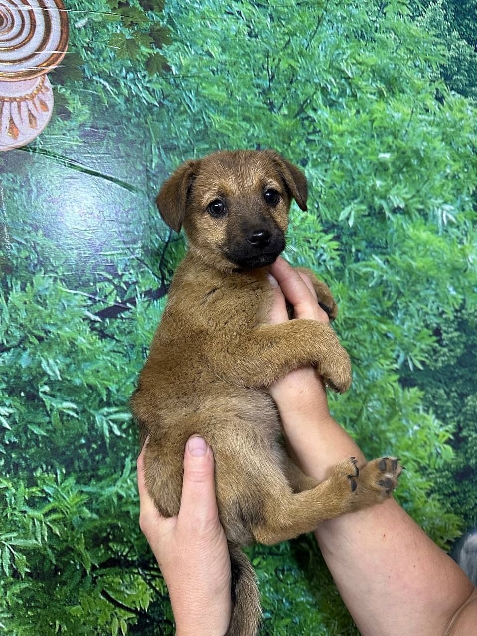 Обнаружены щенки: ищем любящие семьи