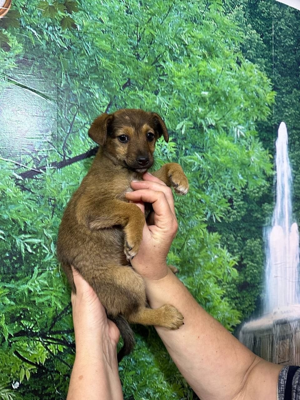 Обнаружены щенки: ищем любящие семьи (5)