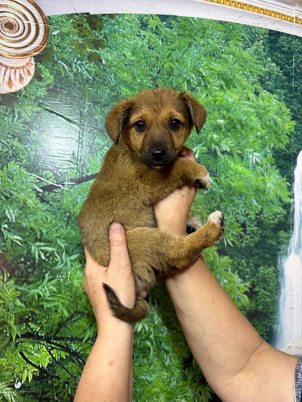 Обнаружены щенки: ищем любящие семьи (4)