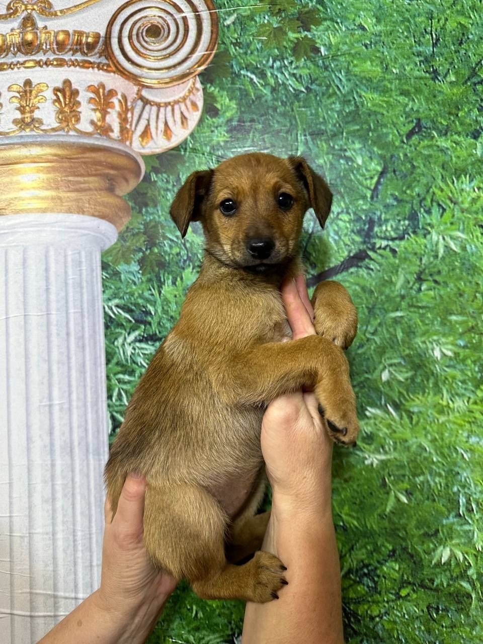 Обнаружены щенки: ищем любящие семьи (3)