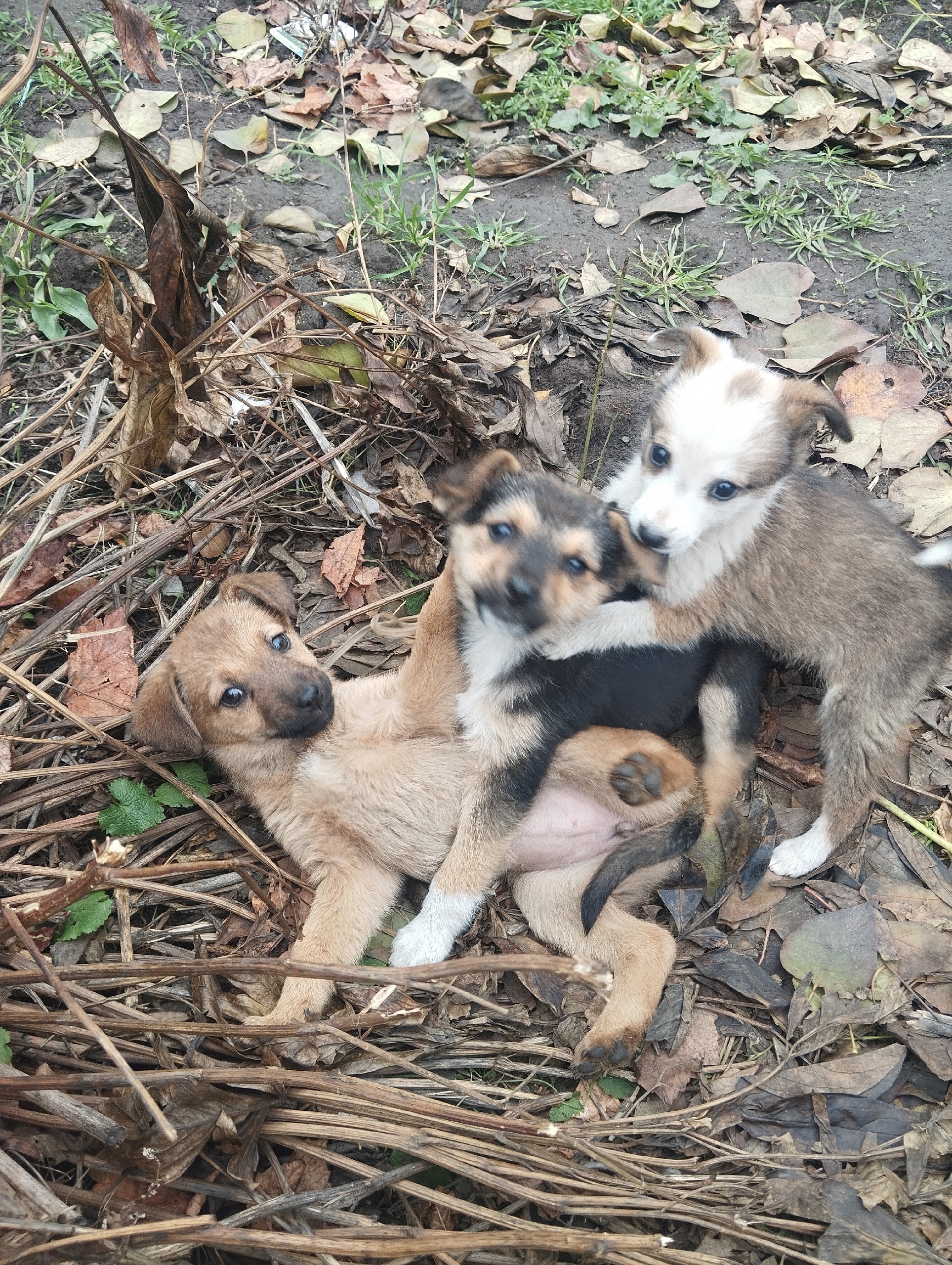 Обнаружены щенки: ищем любящие семьи (7)