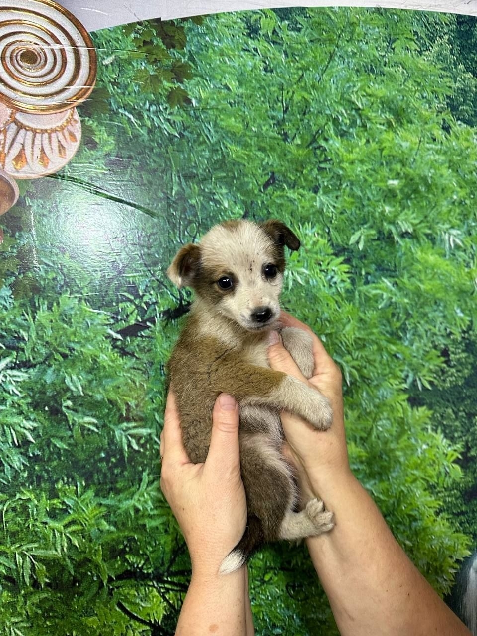 Обнаружены щенки: ищем любящие семьи (2)