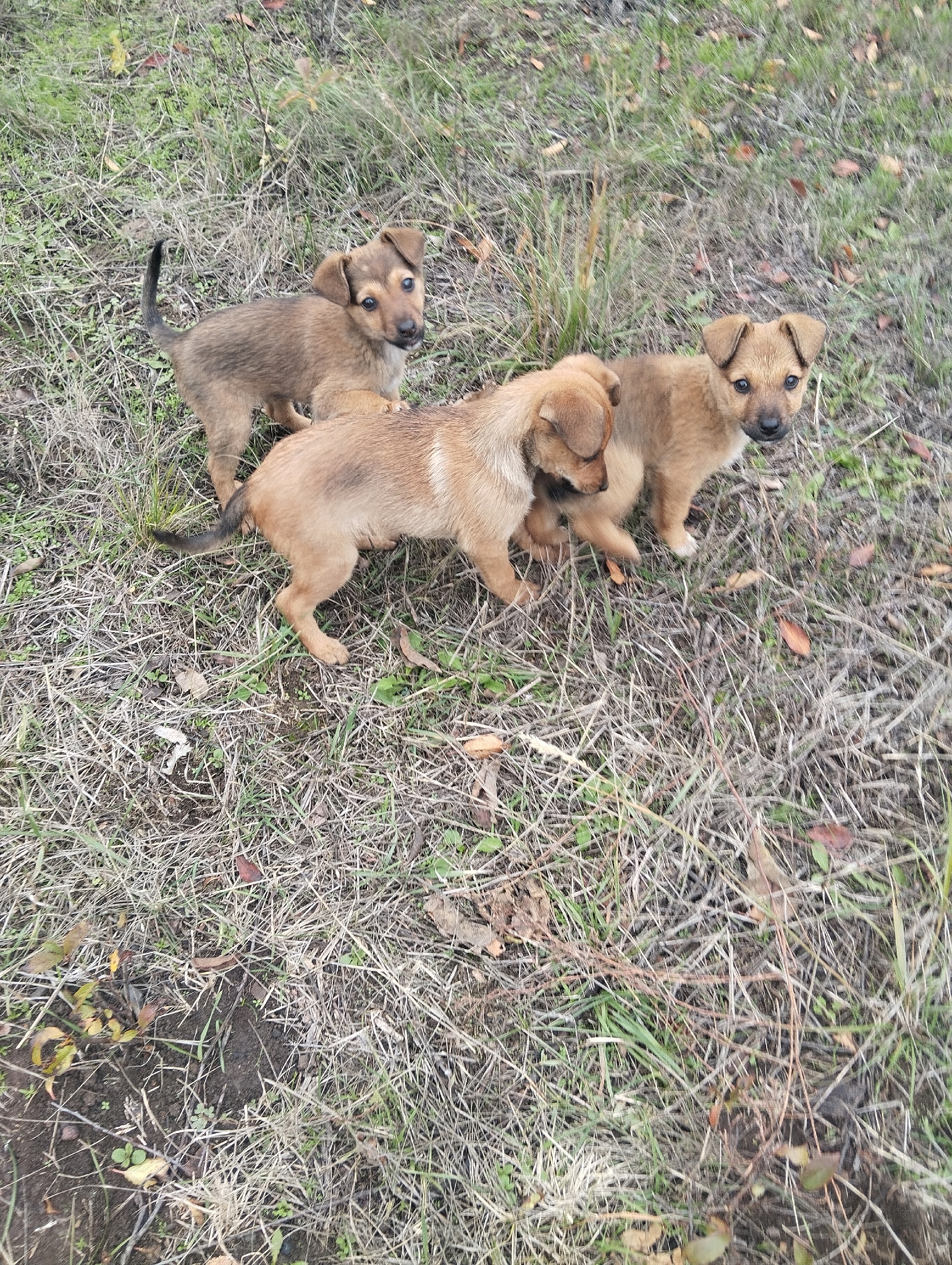 Обнаружены щенки: ищем любящие семьи (6)