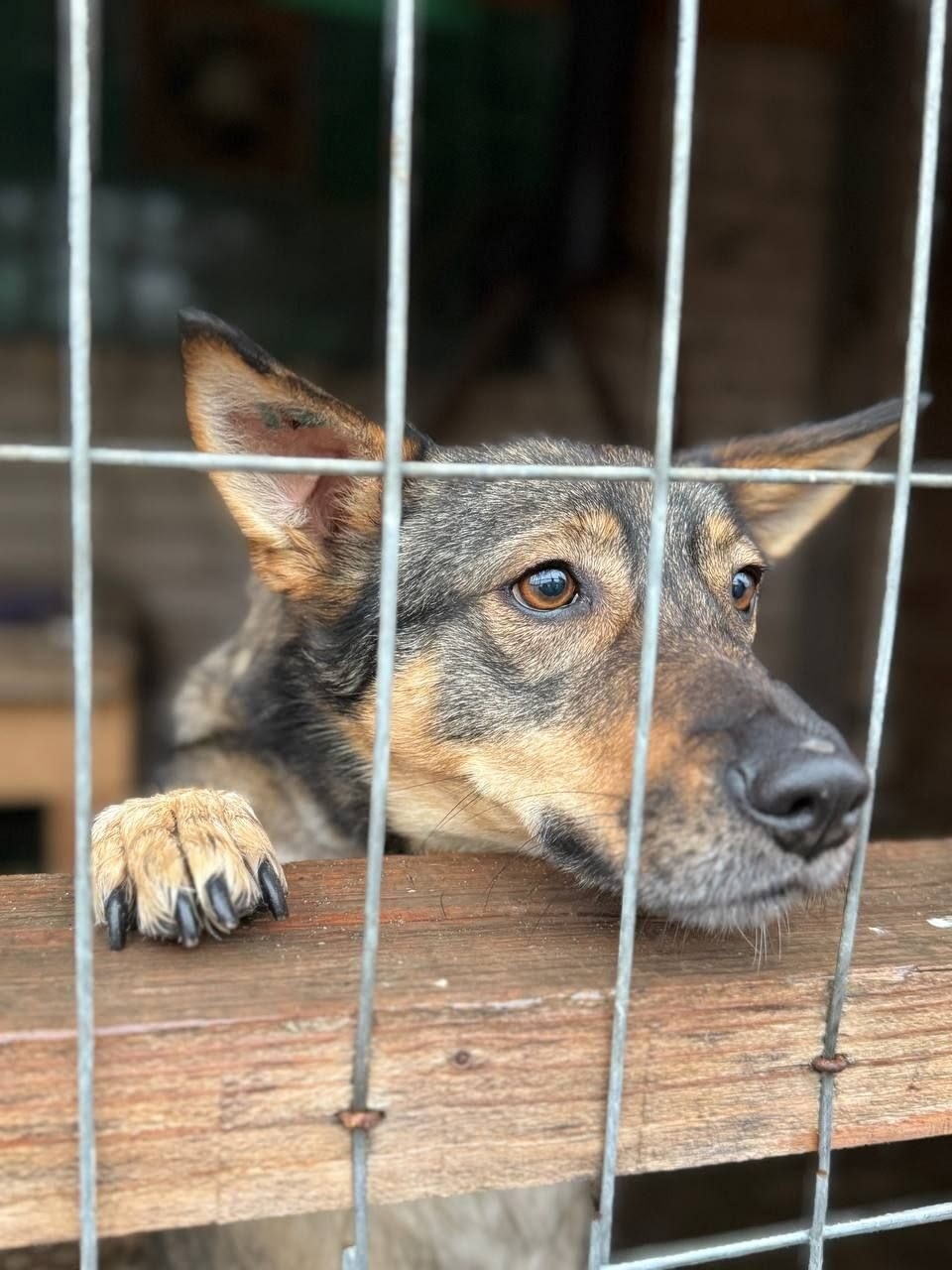 ЛЯЛЯ ИЩЕТ СВОЙ ДОМ В (2)