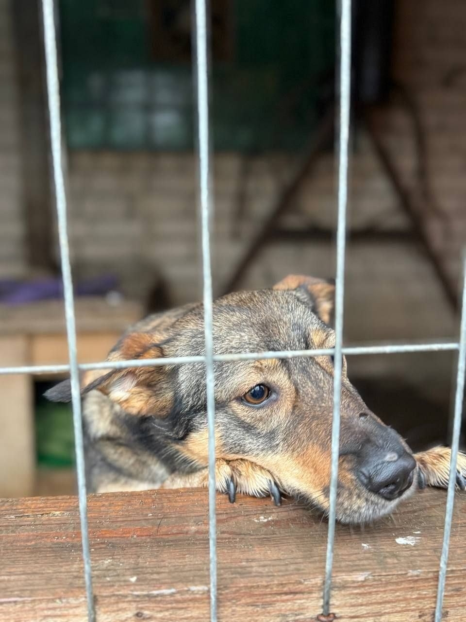 ЛЯЛЯ ИЩЕТ СВОЙ ДОМ В