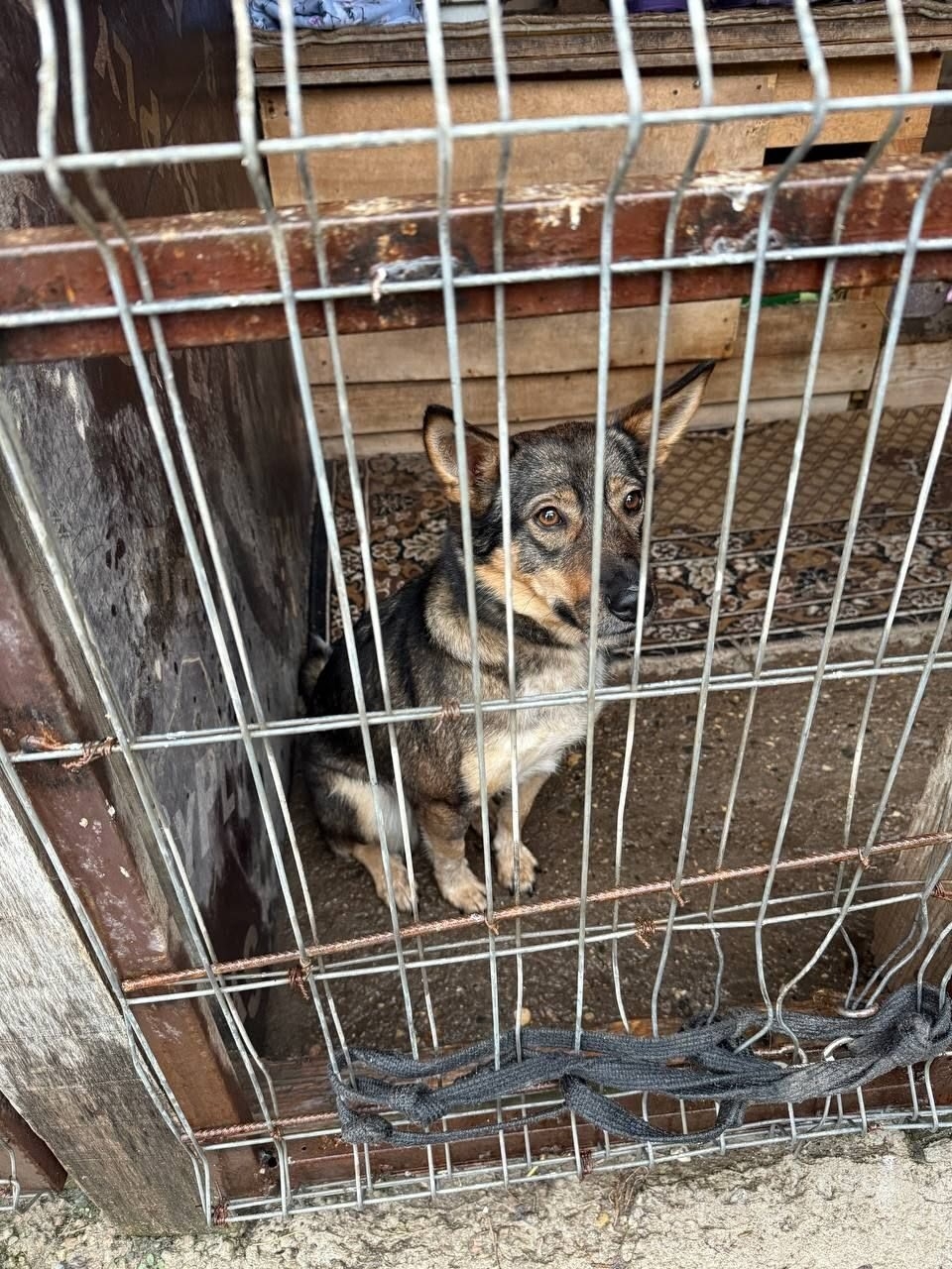 ЛЯЛЯ ИЩЕТ СВОЙ ДОМ В (4)