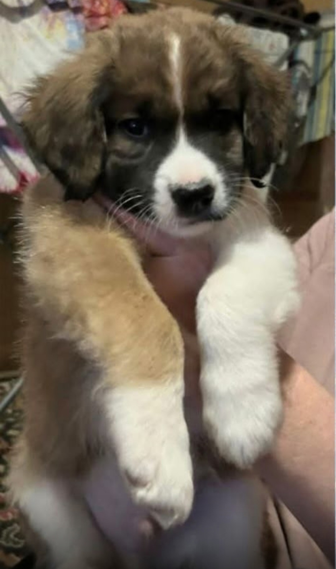 Шикарный котенок ищет семью Привет, (1)