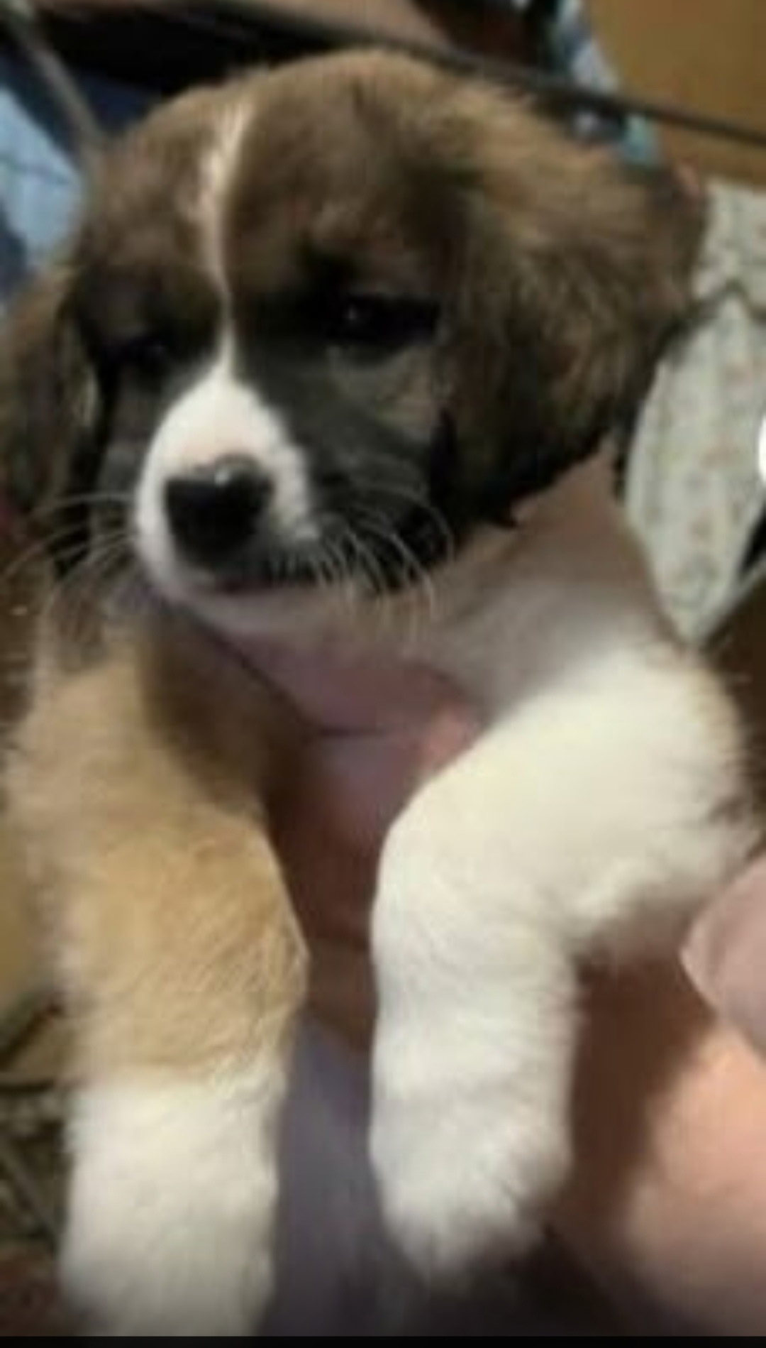 Шикарный котенок ищет семью Привет,