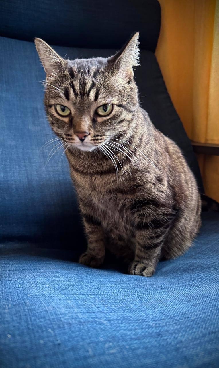 Особенные котики нуждаются в заботе (4)