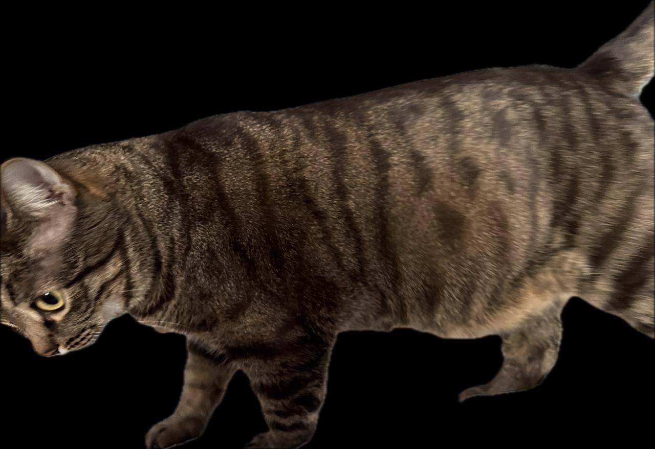 Особенные котики нуждаются в заботе (5)