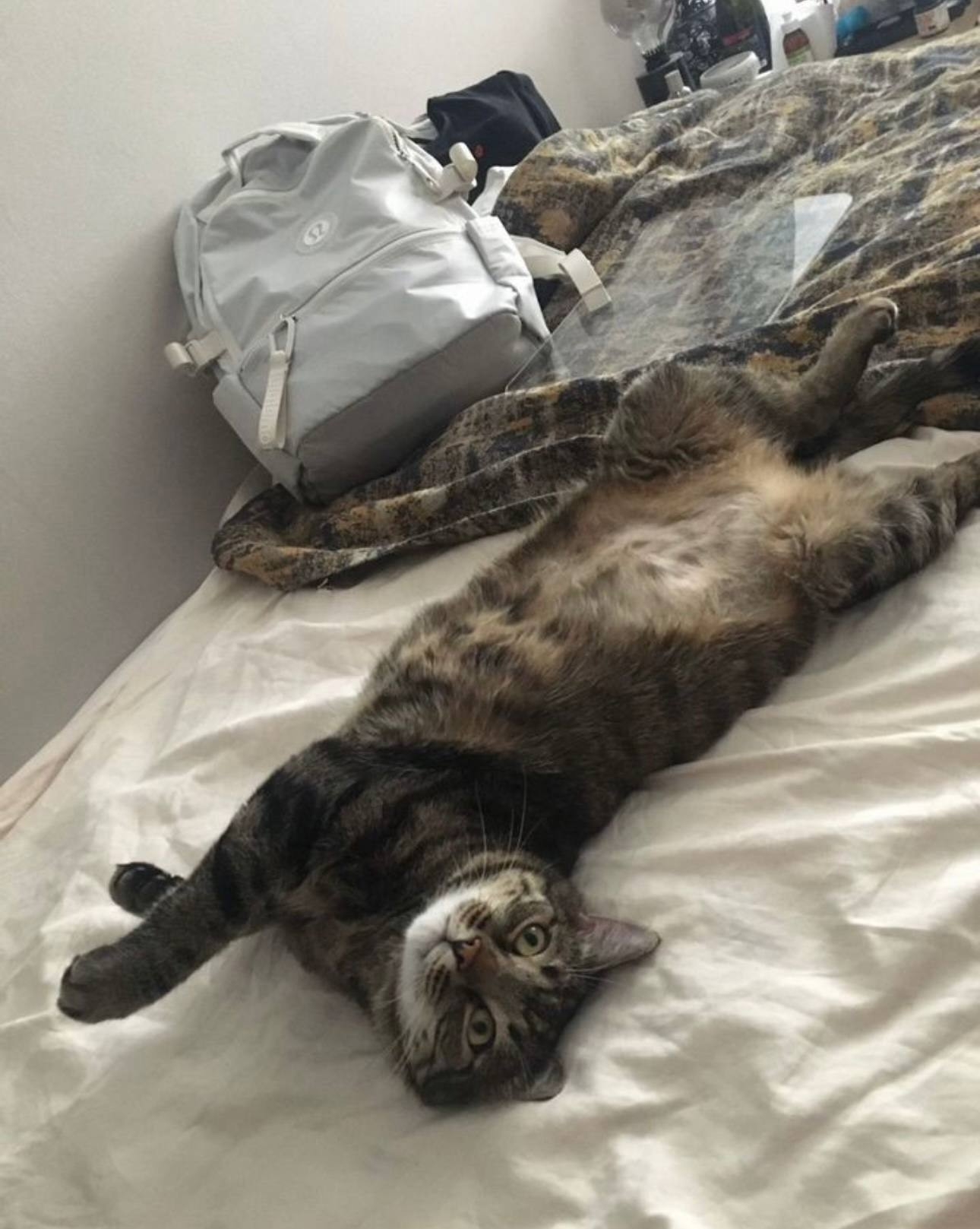 Особенные котики нуждаются в заботе (1)