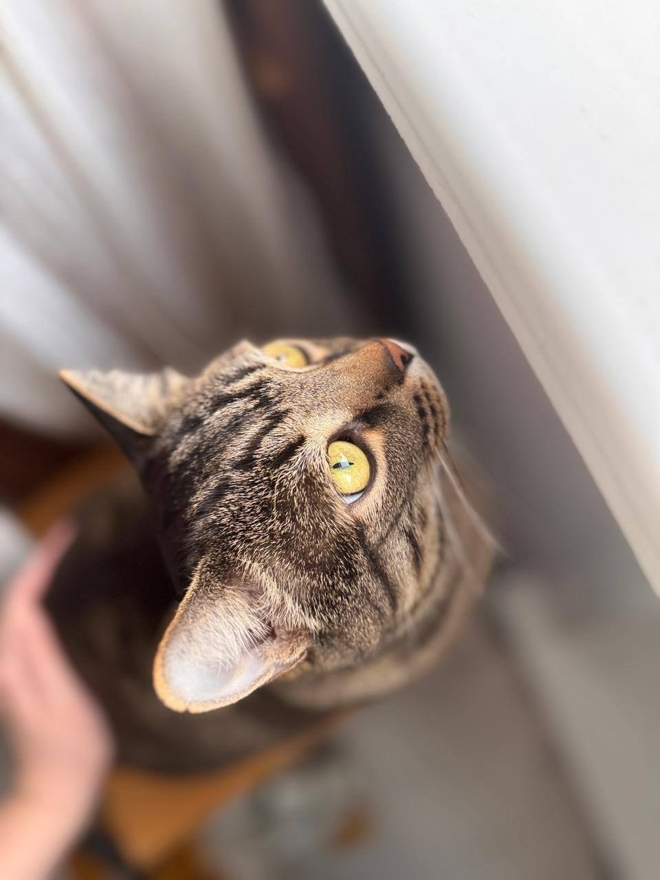 Особенные котики нуждаются в заботе (8)