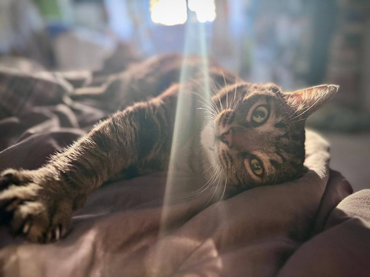 Особенные котики нуждаются в заботе (3)