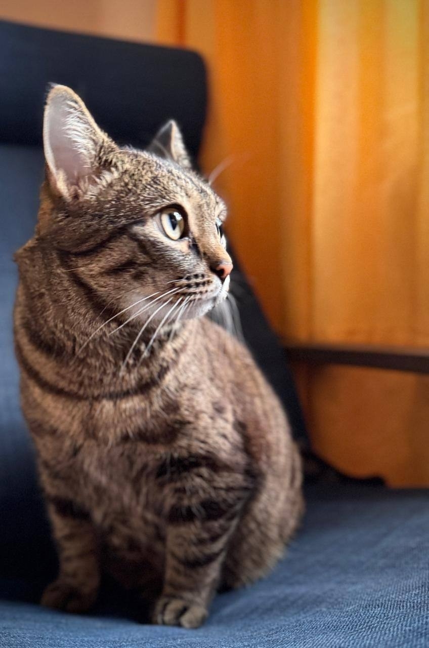 Особенные котики нуждаются в заботе (7)