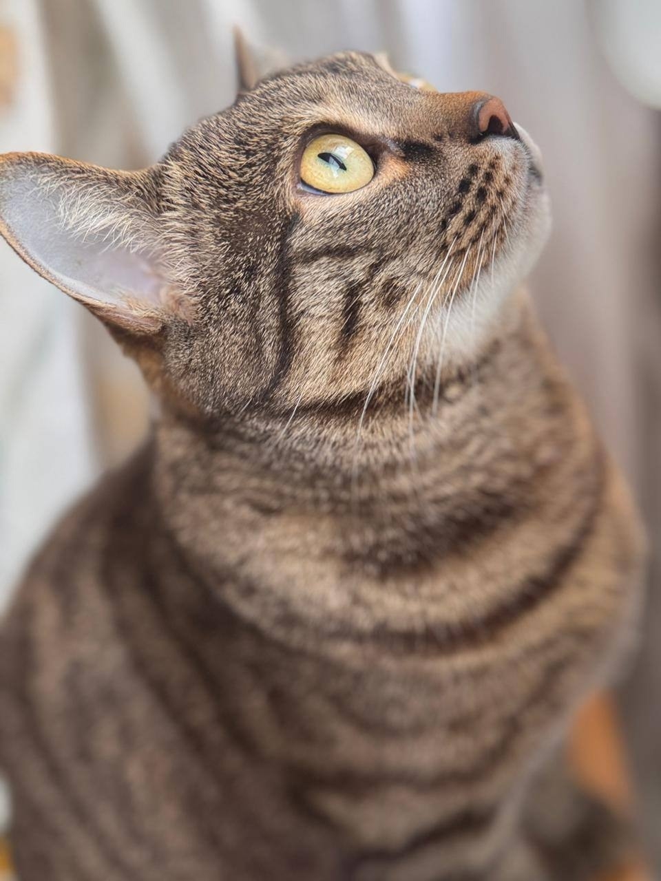 Особенные котики нуждаются в заботе (6)