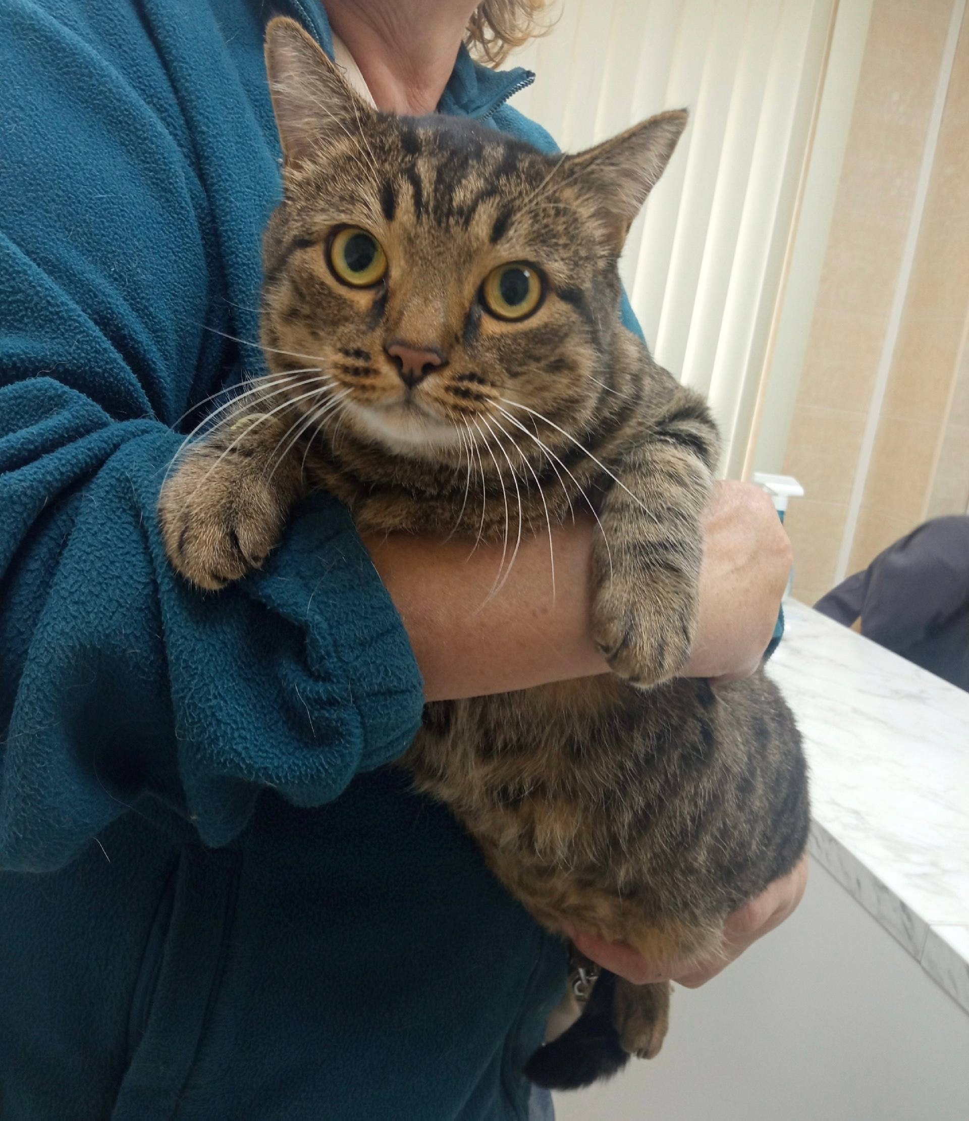 Особенные котики нуждаются в заботе (2)