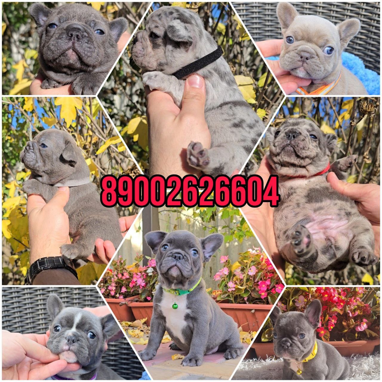 Питомник чистокровных французских бульдогов У