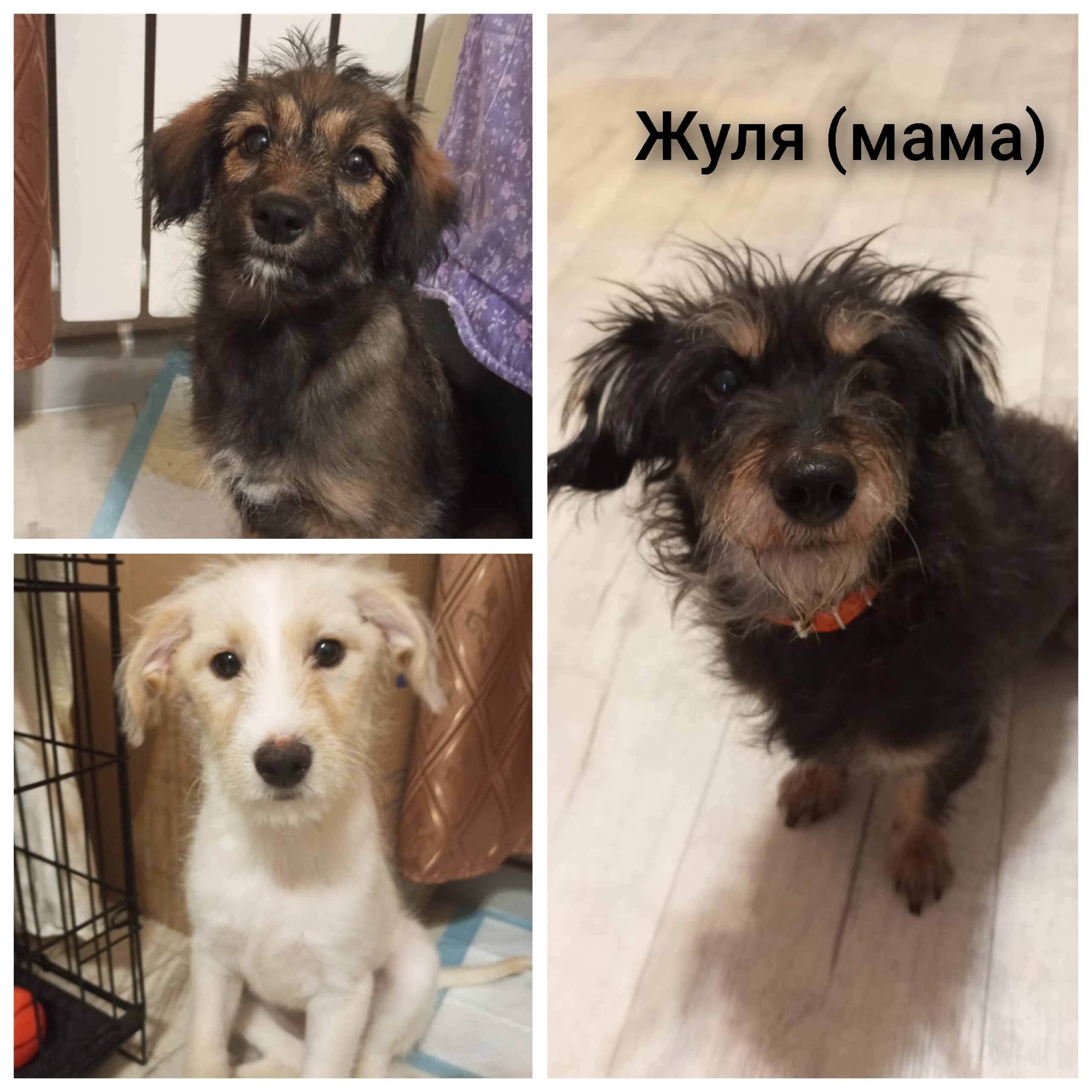 Жуля и её дочки ищут