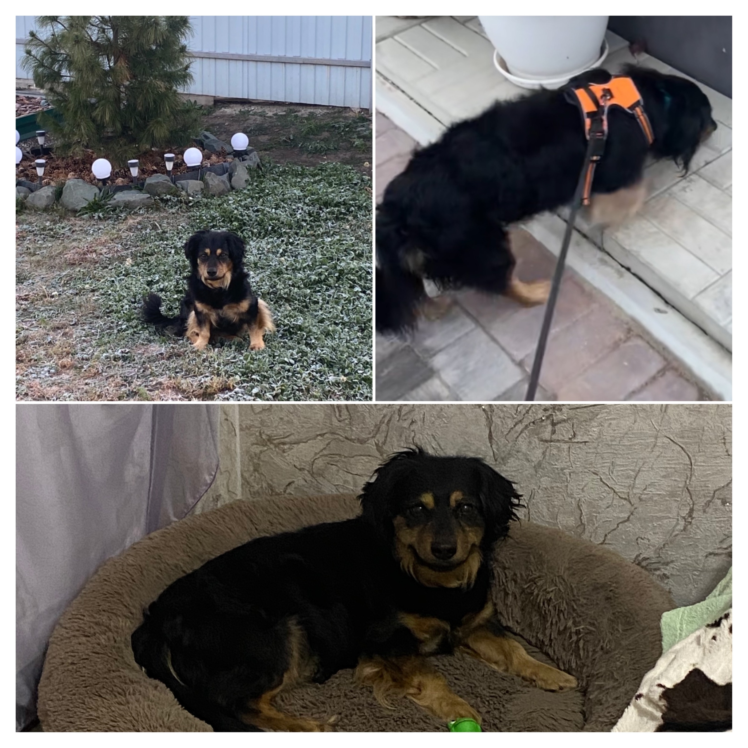 Пропала собака Остин, Железнодорожный В