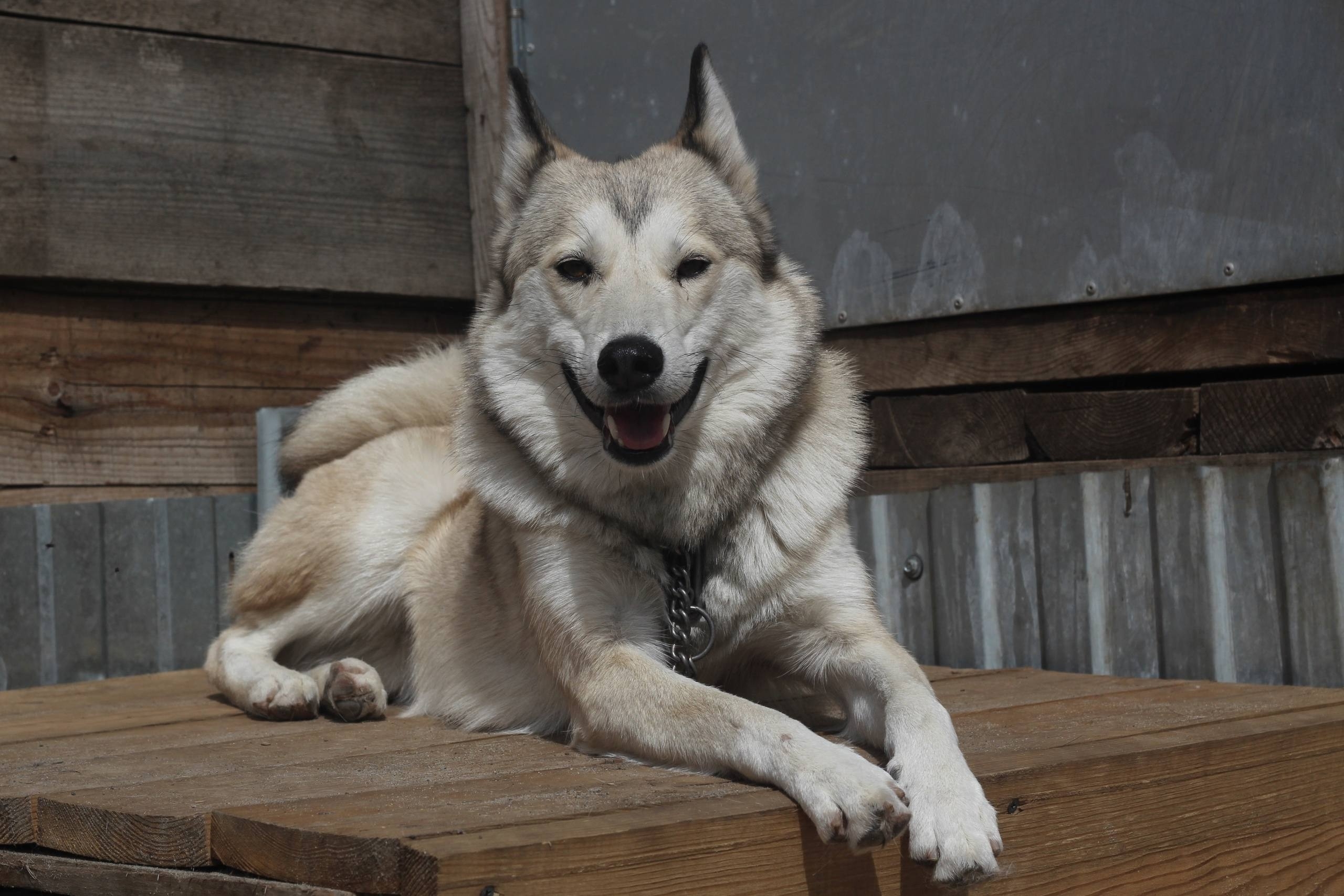 Герда ищет заботливых хозяев в (5)