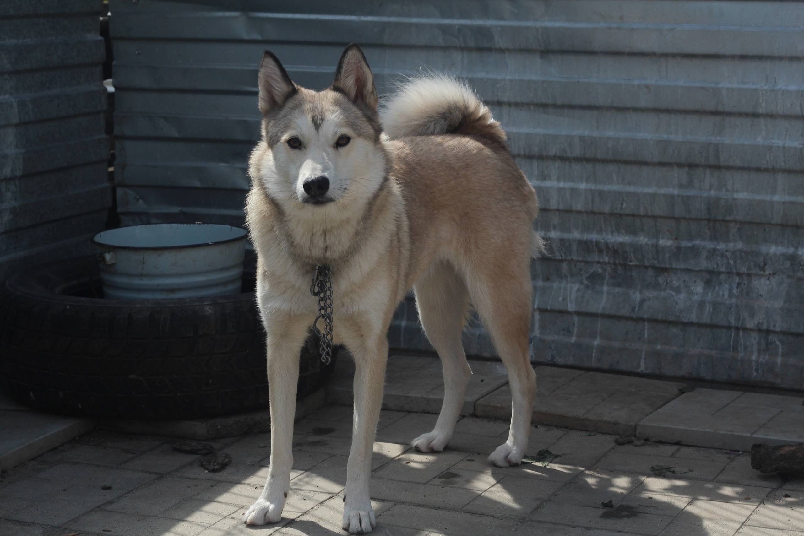 Герда ищет заботливых хозяев в (4)