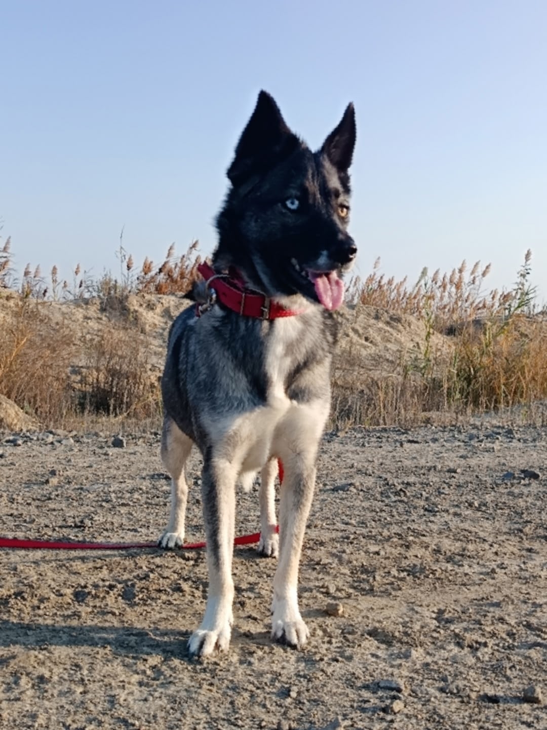 Луна, ищущая любящую семью Однолетняя