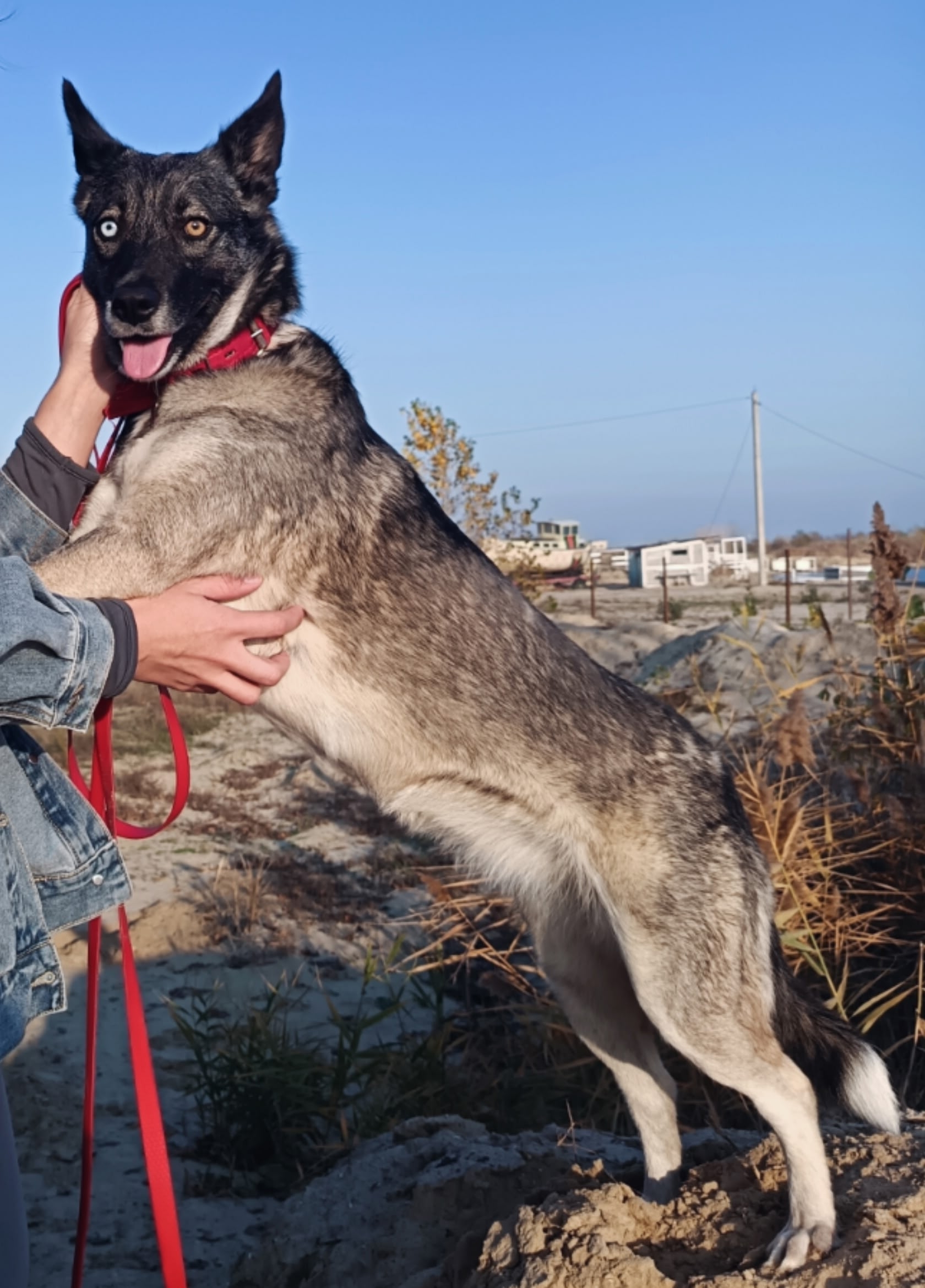 Луна, ищущая любящую семью Однолетняя (2)