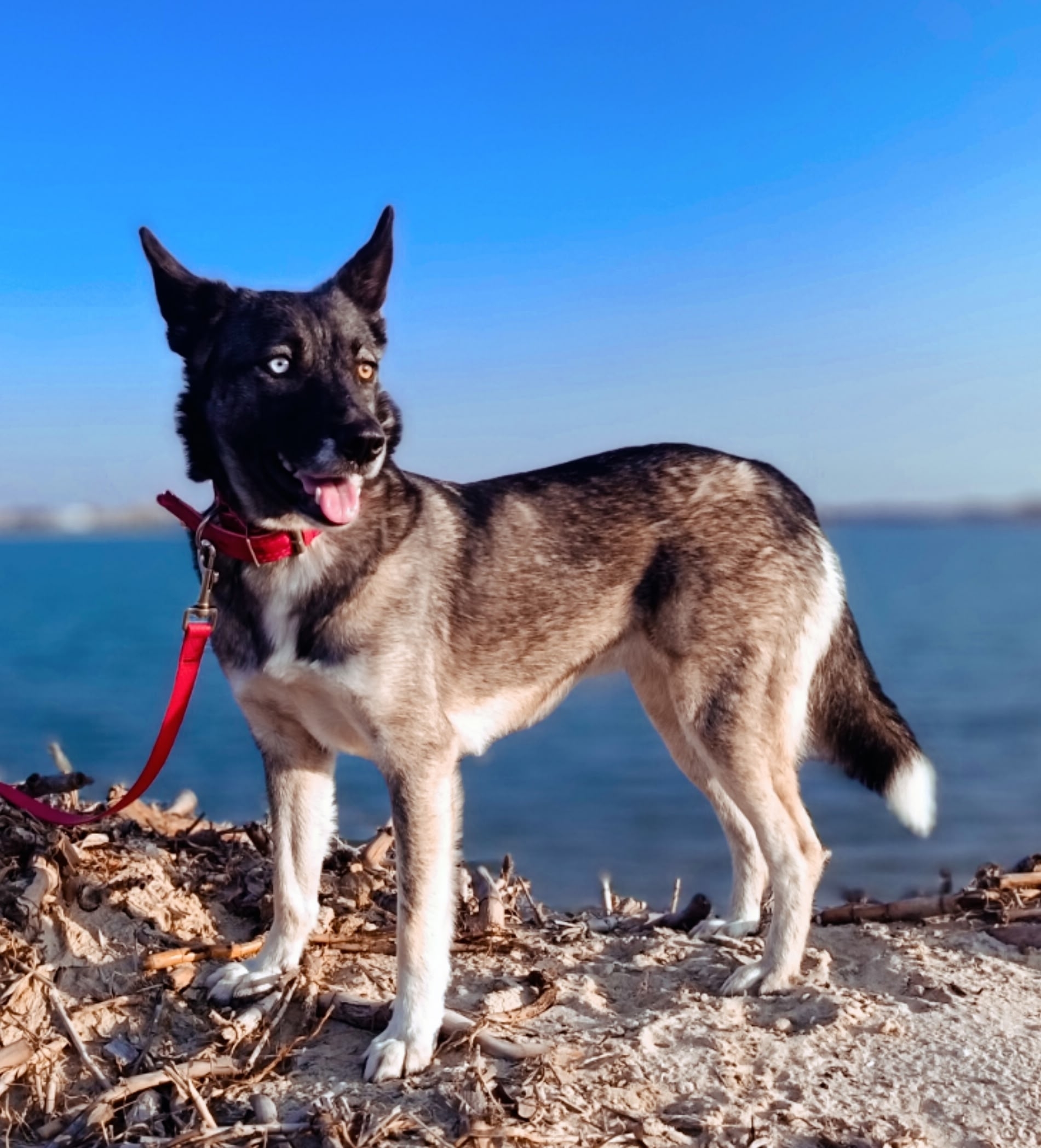 Луна, ищущая любящую семью Однолетняя (1)