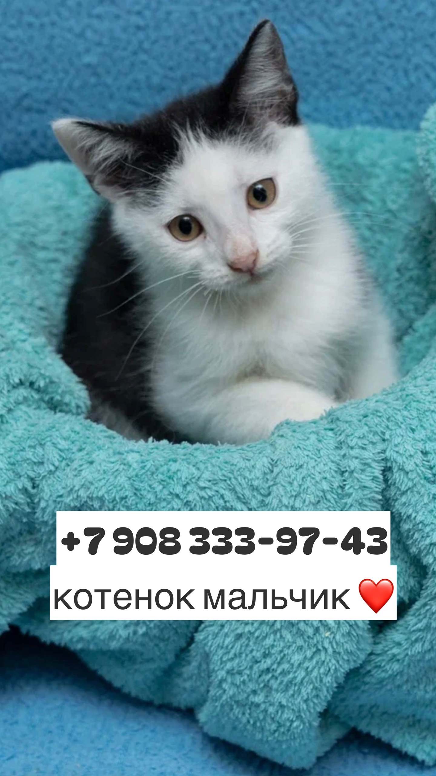 Отдаем умного котенка в добрые